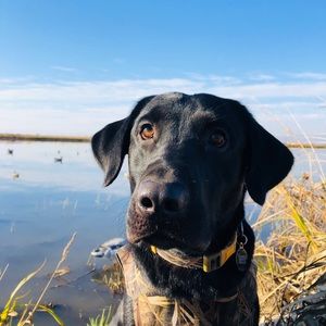 Meet your Posher, James